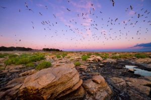 FOTOS | Argentina: Nuevo parque nacional protegerá la biodiversidad de la costa patagónica