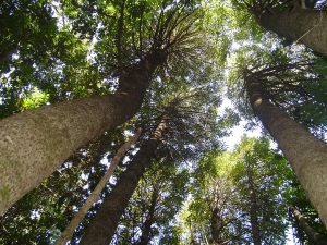 Hualqui: Denuncian masiva tala de árboles nativos en predio de Forestal Arauco