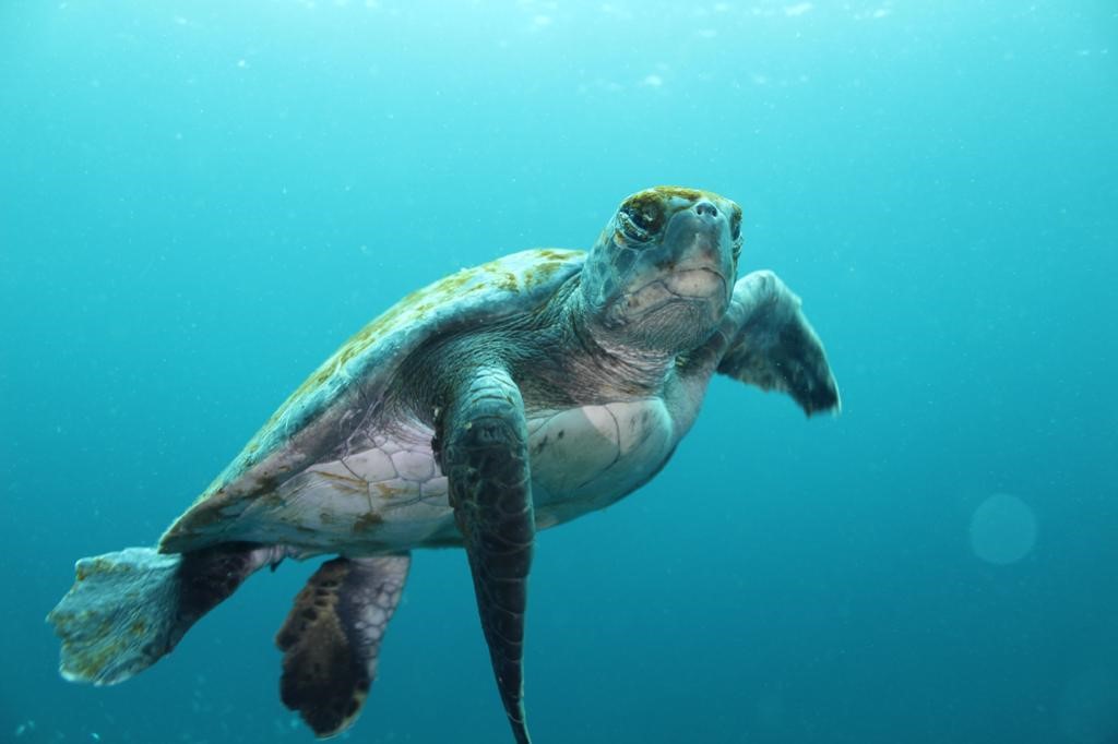 Bahía Chasco: Tortugas marinas bajo amenaza