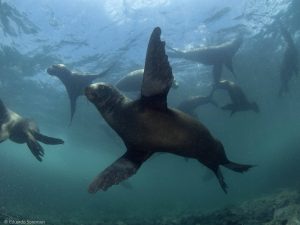 MMA compromete propuesta de polígono que crea Área Marina Archipiélago de Humboldt