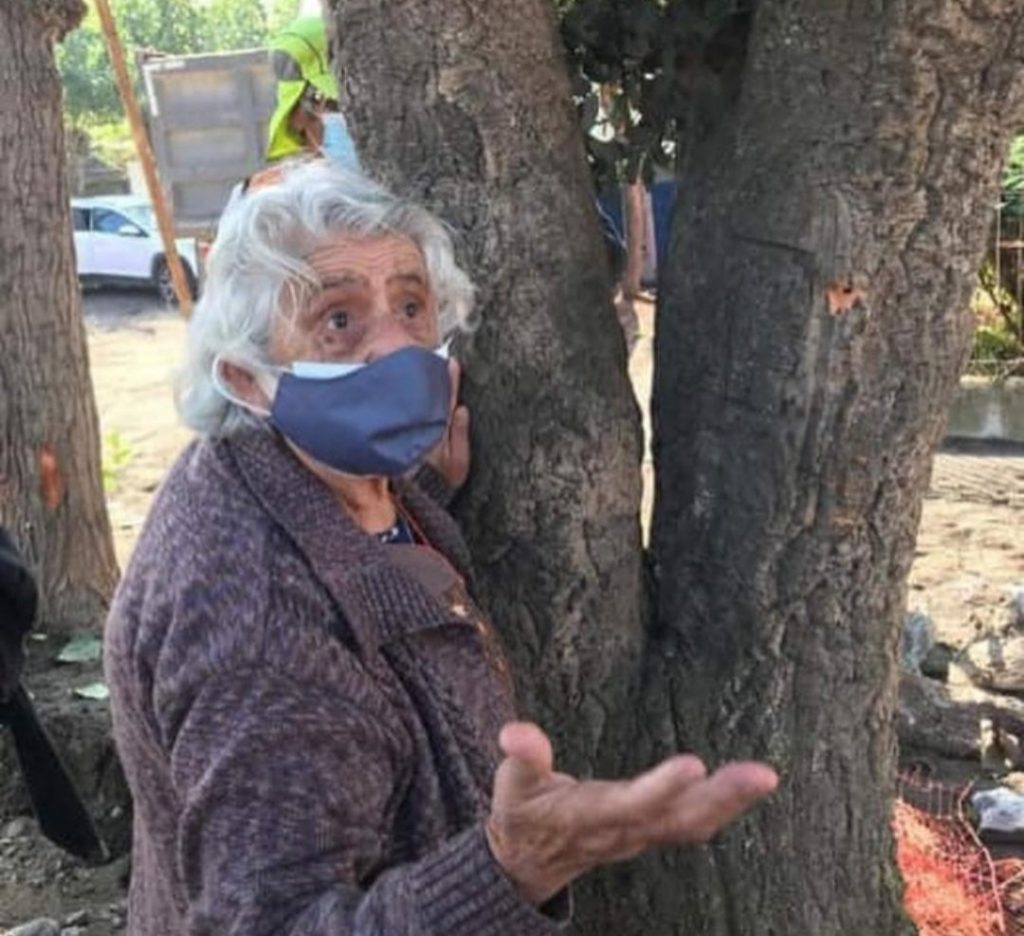 Talcahuano: Mujer de 89 años se aferró a alcornoque para evitar su tala