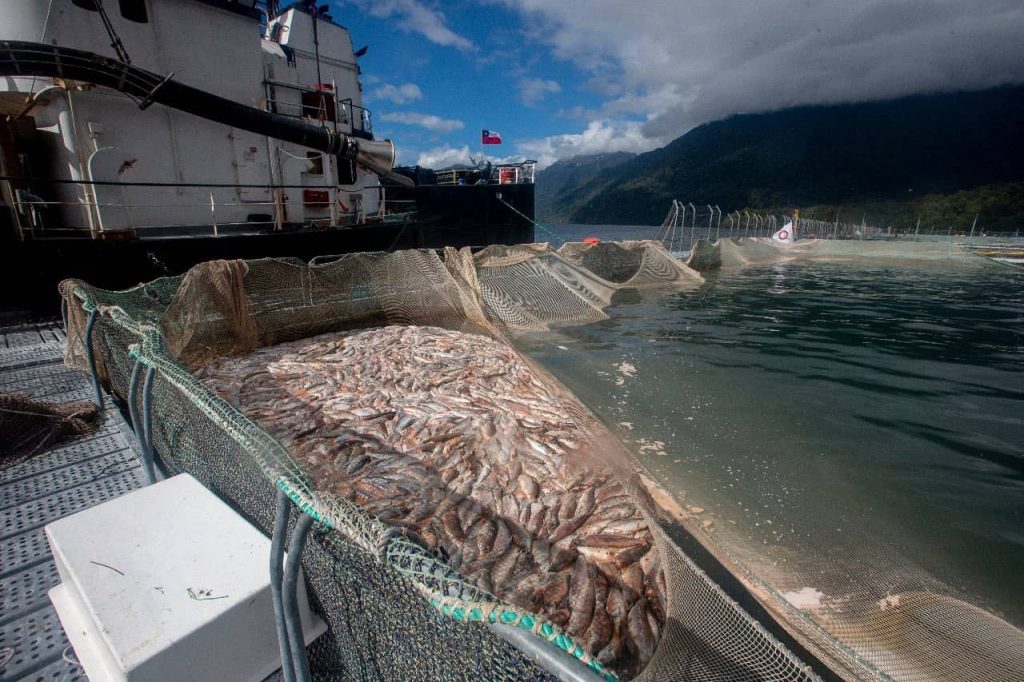 Pescadores del Biobío: «¿Por qué la región tiene que ser el basurero de una industria que ha demostrado ser altamente contaminante?»