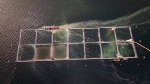 Desastre ambiental en el sur: Lanzan iniciativa contra la industria salmonera