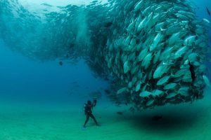 ¿Cómo salvar los océanos?: 52 proyectos que lo están logrando