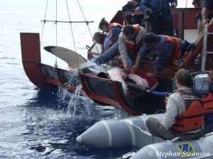 Tiburones en Latinoamérica: Tráfico, sobrepesca y esfuerzos para conservarlos