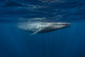 Iniciativas científicas chilenas ponen en valor el rol de las ballenas frente al cambio climático