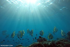 Nuevo estudio: Océanos podrían devolver a la atmósfera sustancias que afectan la capa de ozono