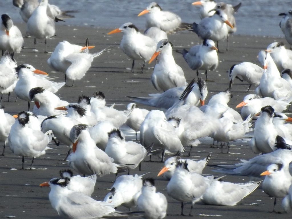 Día Mundial de las Aves Migratorias: buscando el vuelo directo hacia la conservación