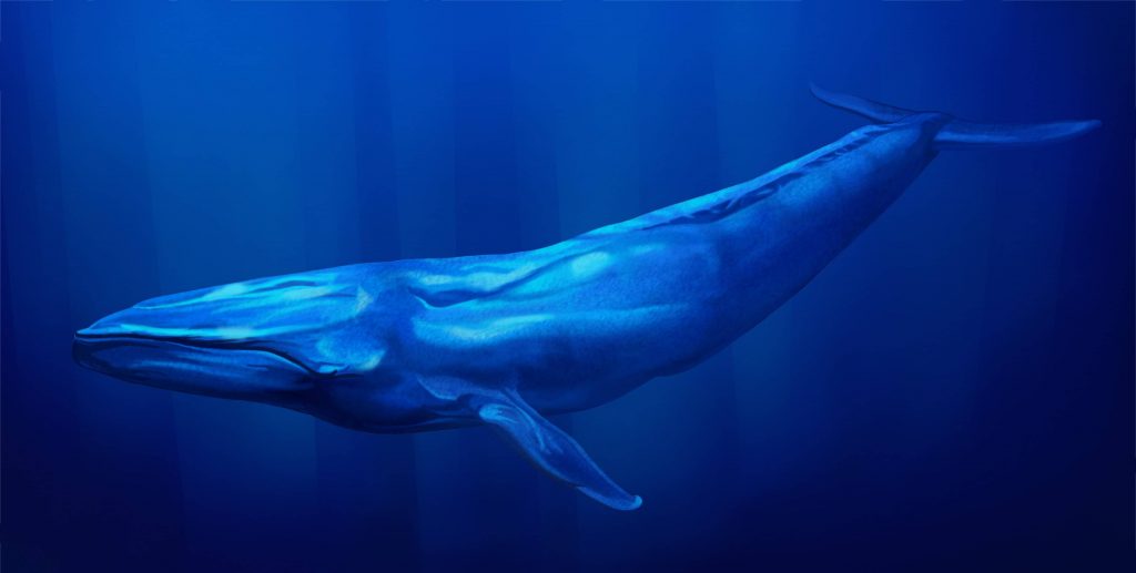 Chile: Cuatro cosas que debes saber sobre la interacción entre ballenas y barcos en la Patagonia