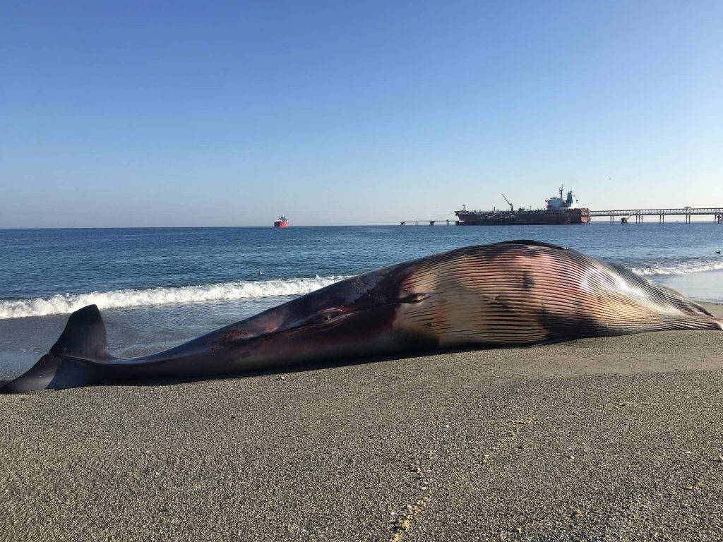 Chile: La científica que alertó el riesgo de colisión entre ballenas y barcos en Mejillones