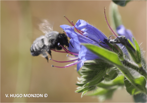 Día mundial de las abejas: Científicos destacan la urgencia de transitar hacia la agroecología