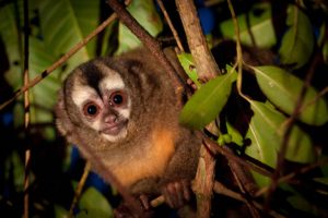 Día de las especies amenazadas: 665 están en peligro crítico de extinción en Sudamérica