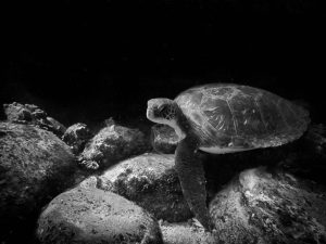 De Galápagos a Atacama: Las particularidades de las tortugas verdes en Bahía Chascos