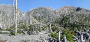 Chile: La sorprendente recuperación del bosque destruido tras la erupción del volcán Chaitén en 2008 | ENTREVISTA