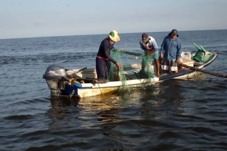 Pescadores artesanales del Biobio piden veda de la sardina debido a tamaño muy pequeño