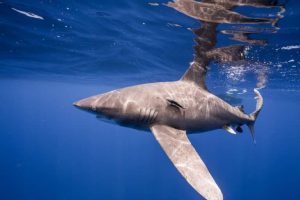 El declive de los tiburones apunta a la incapacidad de establecer acuerdos globales de biodiversidad