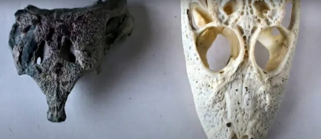 En la Patagonia chilena encuentran esqueleto de un cocodrilo prehistórico de 148 millones de años