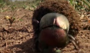 “Cylindera julietae”: Expertos hallan una nueva especie de escarabajo en Bolivia