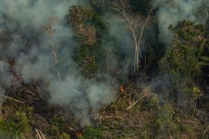 Estudio: La Amazonía de Brasil ahora emite más carbono del que puede capturar