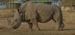 12 embriones viables de rinoceronte blanco del norte están listos para implantarse