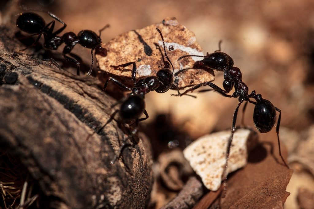 Experto releva el desconocido valor de las hormigas para la naturaleza y la existencia de los humanos