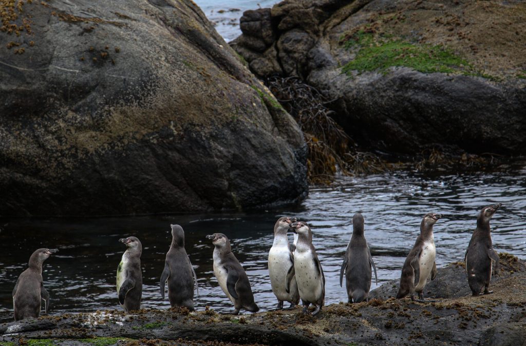 Andes Iron justifica aprobación de proyecto Dominga al decir que sin ellos, el pingüino de Humboldt desaparecerá