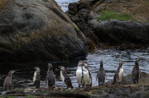 Andes Iron justifica aprobación de proyecto Dominga al decir que sin ellos, el pingüino de Humboldt desaparecerá