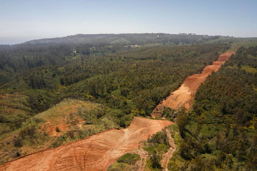 OPINIÓN | Evaluación de Impacto Ambiental para monocultivos forestales industriales