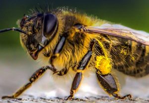 Descubren en Ecuador una abeja andrógina: mitad hembra, mitad macho