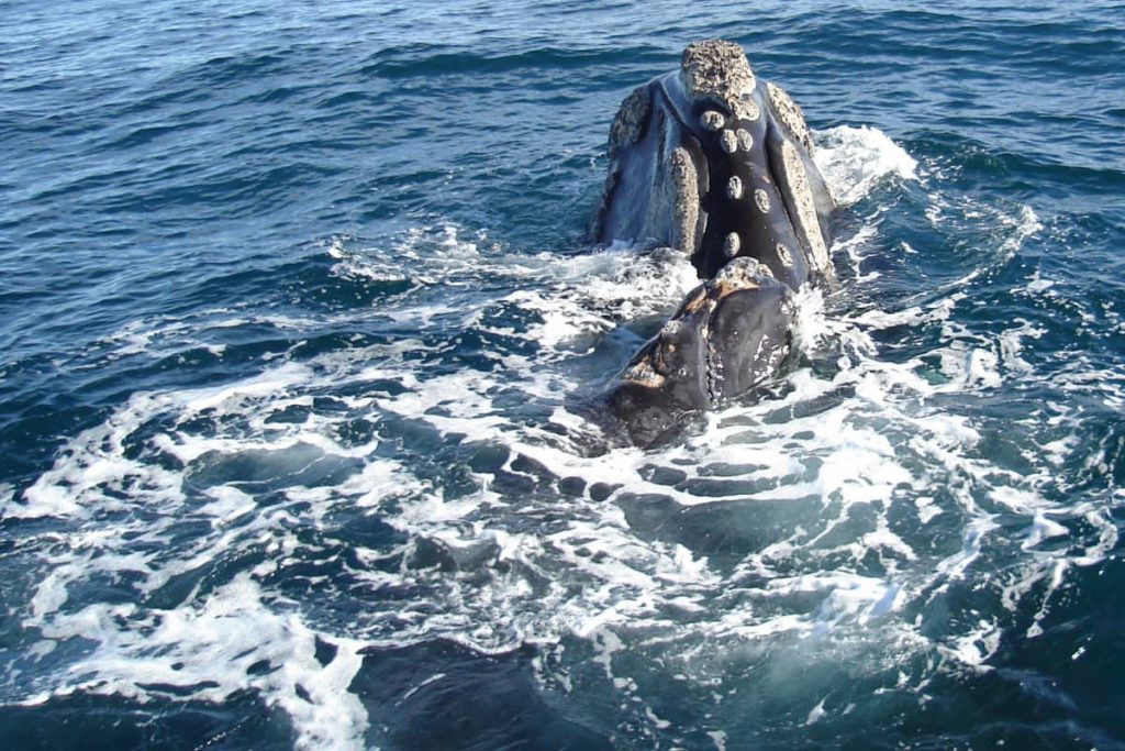 Las ballenas francas de Chile y Perú son únicas y solo quedan 50 en el mundo