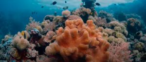 La "memoria ambiental" de los corales puede ayudar a su restauración