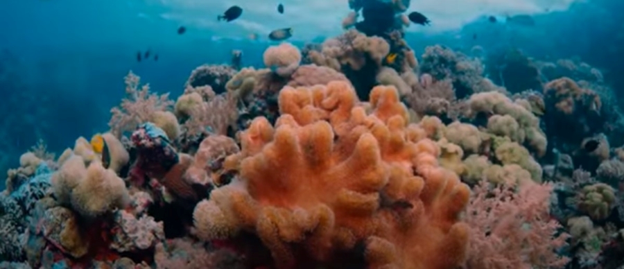 La «memoria ambiental» de los corales puede ayudar a su restauración