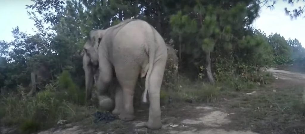 Elefantes que llevaban meses deambulando por China regresan a su hábitat