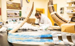 El colmillo de un mamut lanudo permite reconstruir sus pasos hace 17.000 años