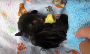 Estudio evidencia que las crías de murciélago balbucean de forma muy parecida a los bebés humanos