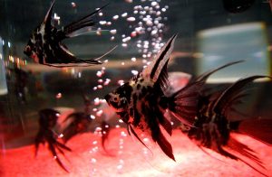 Estudio avanza en la transición de peces a vertebrados con extremidades
