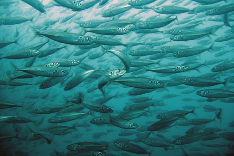 Seguridad y soberanía alimentaria, pilares para una nueva Ley de Pesca