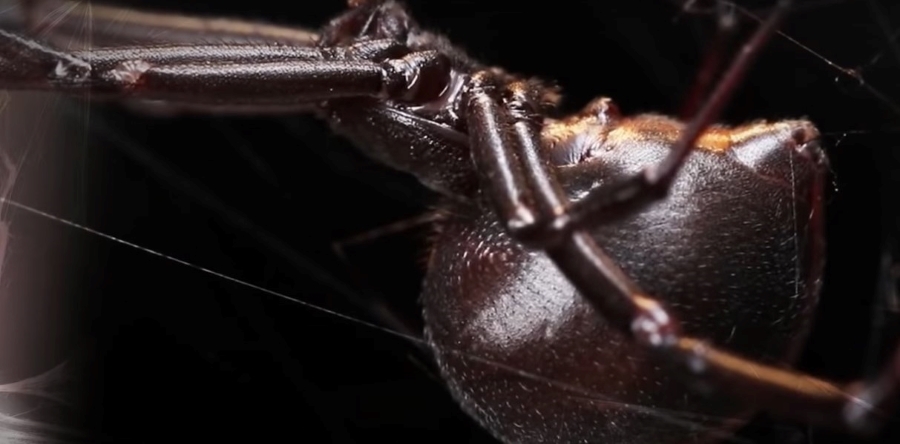 Investigadoras descubren nueva forma de canibalismo sexual en las arañas viudas negras