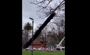 VIDEO| Increíble y peligroso error: Talan árbol y cae sobre estatua de Simón Bolívar en Concepción