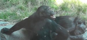 Revelador estudio evidenció el curioso comportamiento de los chimpancés