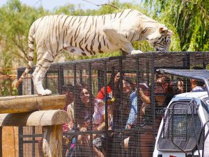 Gerente de zoológico Parque Safari y ataque fatal a trabajadora: “Un tigre no ingresó a su dormitorio”