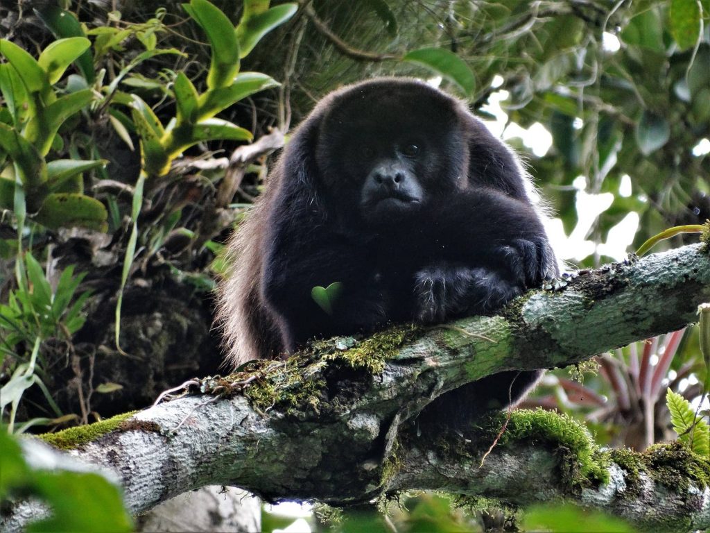 Día Internacional de los Primates: tres historias de esperanza sobre especies amenazadas en Latinoamérica