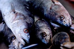 Veda de la merluza en Chile: Conoce la fecha del último día que puedes comprar este pescado fresco