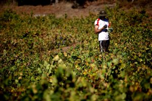 Ministerio Público investiga denuncias de trabajo forzado de inmigrantes en cosechas