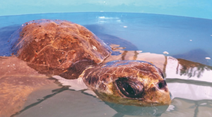 Antofagasta: rescatan tortugas que estaban intoxicadas con plástico y no podían sumergirse