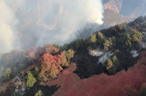 Preocupación en California por avance del incendio en Parque Nacional Secuoya