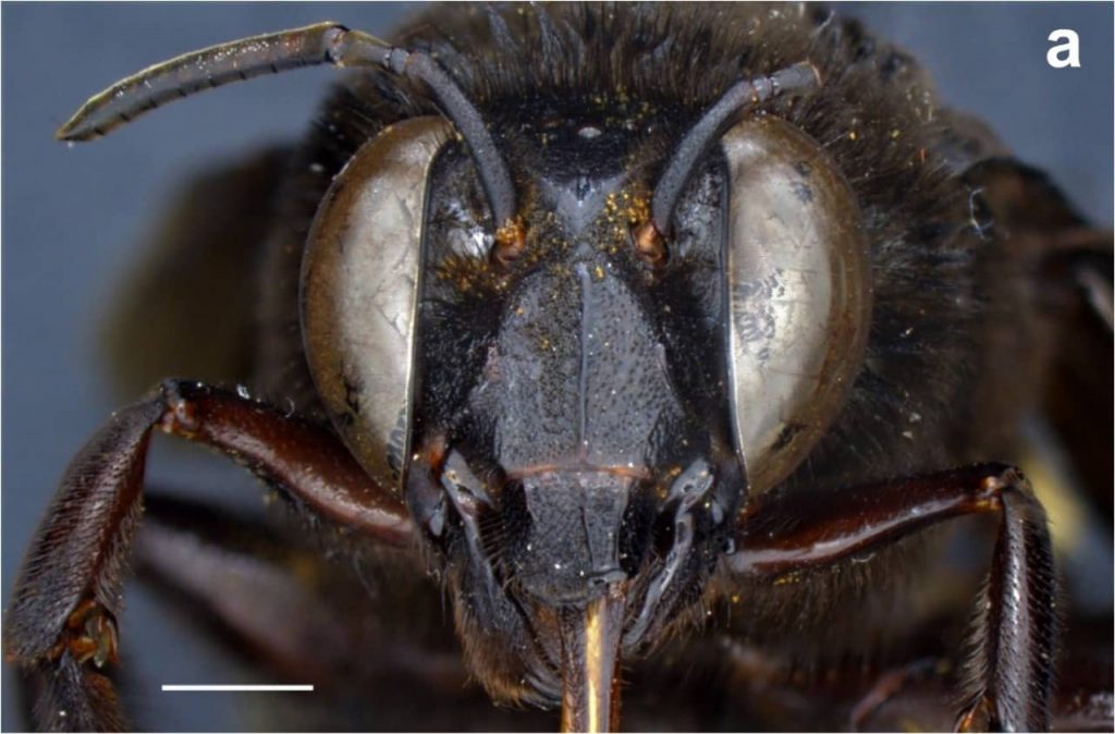Descubren la primera “abeja andrógina” de Ecuador | ENTREVISTA