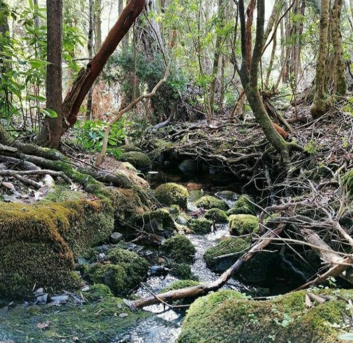 Comunidad de Los Laureles se organiza para salvar al último bosque nativo de Longaví