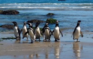 Pingüinos regresan al mar en costa argentina tras proceso de rehabilitación