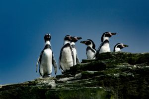 CONAF por Dominga: Proyecto povocaría extinción del Pingüino de Humboldt y el Pato Yunco